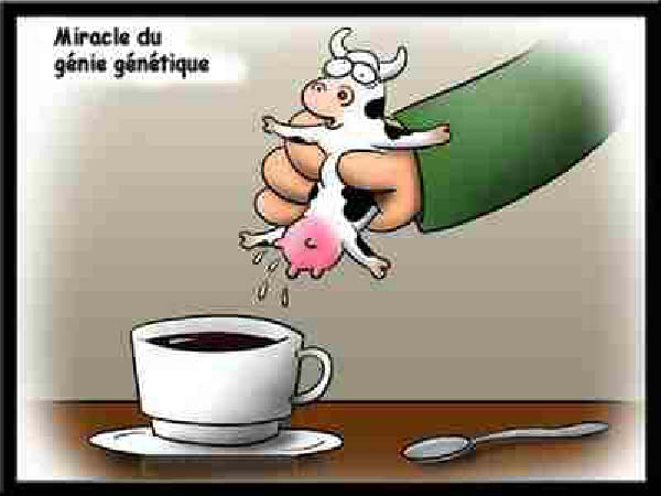 vache a lait genetique-humourenvrac